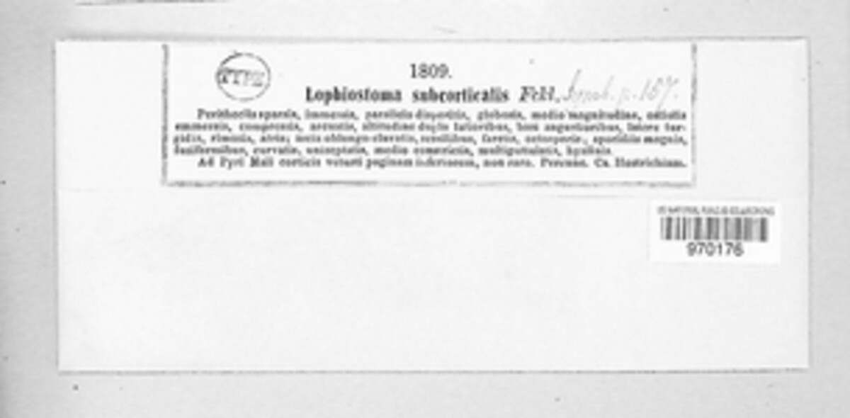 Lophiostoma subcorticalis image